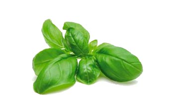 Op-Guidizzolo-prodotti-basilico