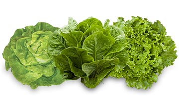 Op-Guidizzolo-prodotti-insalata