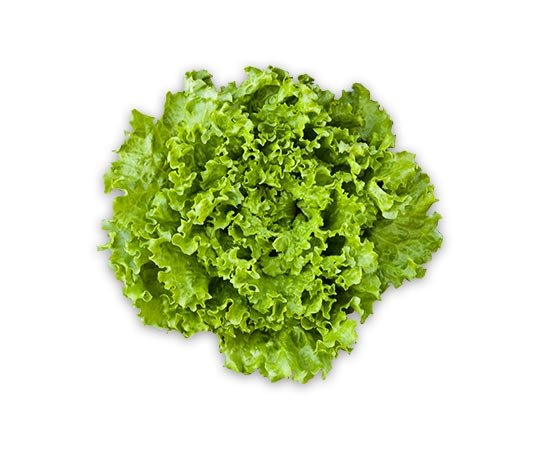 Op-Guidizzolo-insalata-gentile