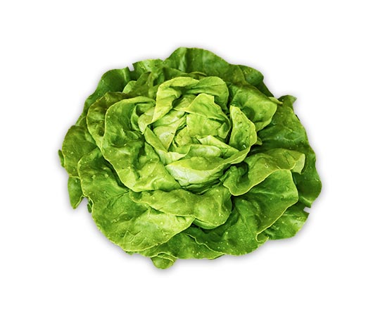 Op-Guidizzolo-insalata-lattuga