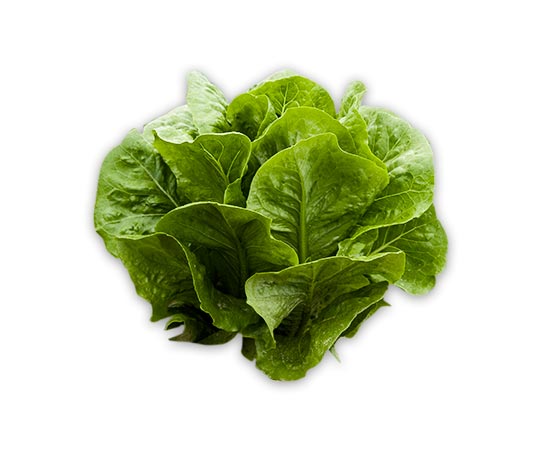 Op-Guidizzolo-insalata-romana