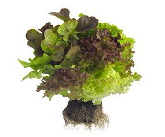 Op-Guidizzolo-insalata-tris